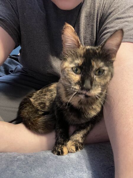 File:Catpfp.jpg