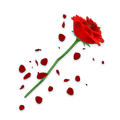 Cupid's Rose (Effects, Premium)