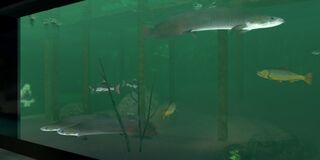 One of the tanks found in the Freshwater Section.