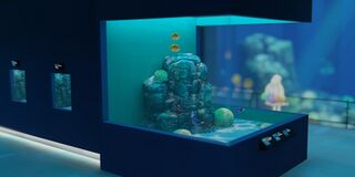 A saltwater tank with 2 fish species inside.